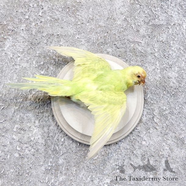 Parakeet Bird Mount For Sale #18583 @ The Taxidermy Store
