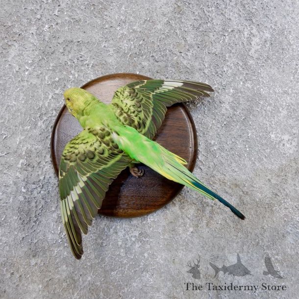 Parakeet Bird Mount For Sale #18589 @ The Taxidermy Store