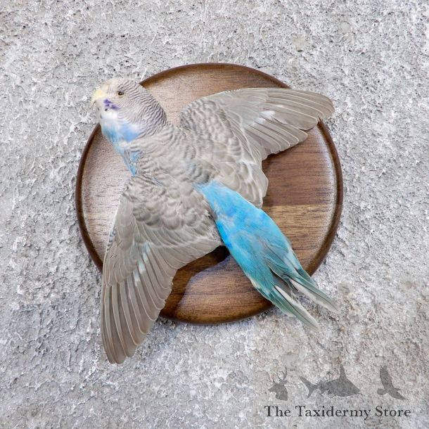 Parakeet Bird Mount For Sale #18593 @ The Taxidermy Store