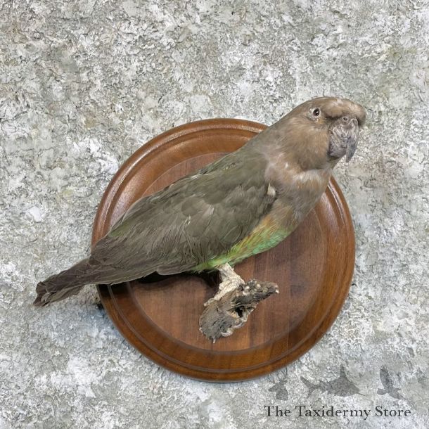 Parakeet Bird Mount For Sale #27833 @ The Taxidermy Store