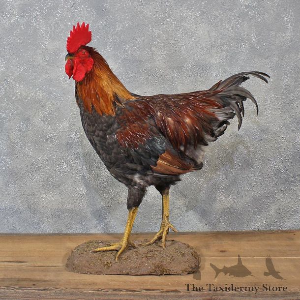 Partridge Rock Rooster #12114 For Sale @ The Taxidermy Store