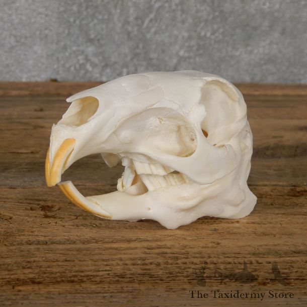 Patagonian Cavy Skull Mount For Sale #19271 @ The Taxidermy Store