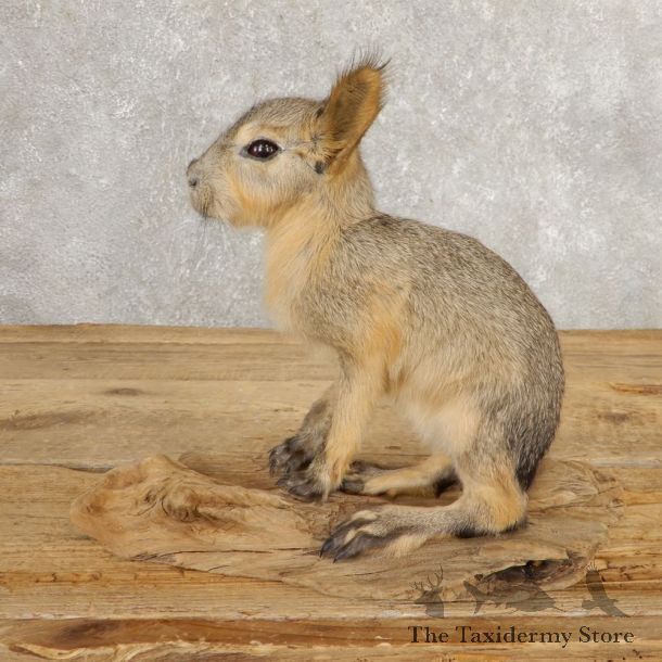 Patagonian Cavy Taxidermy Mount For Sale #21032 @ The Taxidermy Store