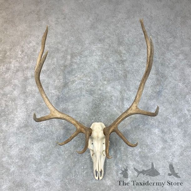Pathology Rocky Mountain Elk Skull Mount For Sale #22647 @ The Taxidermy Store