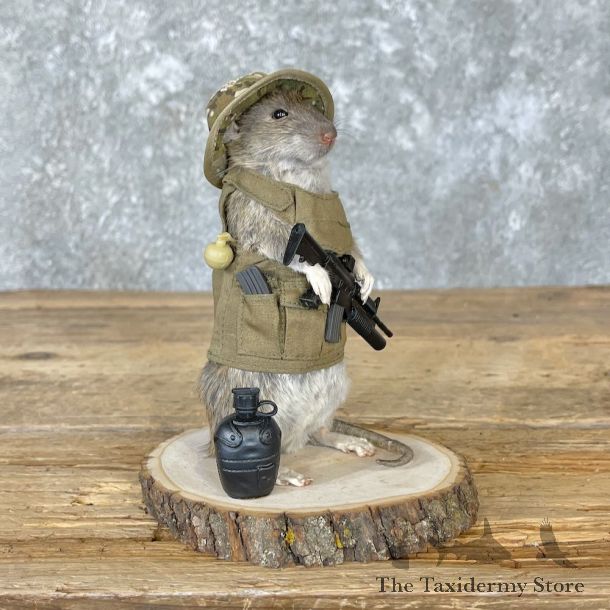 Patriot Rat Novelty Mount For Sale #26549 @ The Taxidermy Store