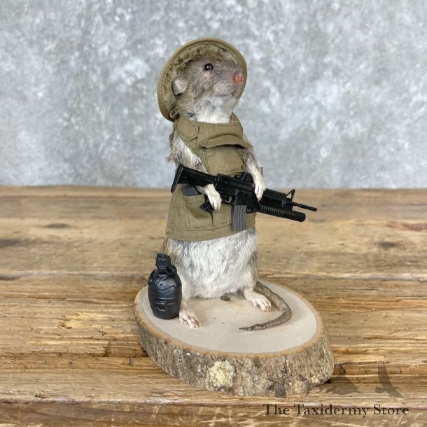 Patriot Rat Novelty Mount For Sale #26550 @ The Taxidermy Store