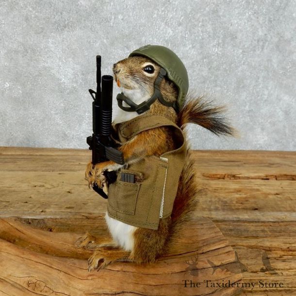 Patriot Squirrel Novelty Mount For Sale #18359 @ The Taxidermy Store