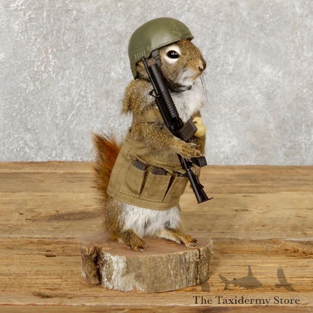 Patriot Squirrel Novelty Mount For Sale #18906 @ The Taxidermy Store