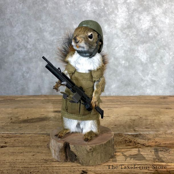 Patriot Squirrel Novelty Mount For Sale #18908 @ The Taxidermy Store