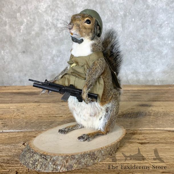 Patriot Squirrel Novelty Mount For Sale #22641 @ The Taxidermy Store