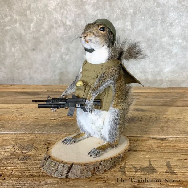 Patriot Squirrel Novelty Mount For Sale #22642 @ The Taxidermy Store