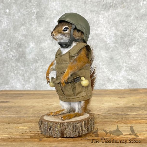 Patriot Squirrel Novelty Mount For Sale #25032 @ The Taxidermy Store