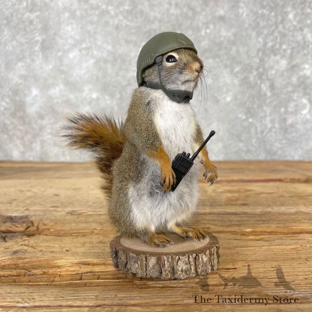 Patriot Squirrel Novelty Mount For Sale #25035 @ The Taxidermy Store