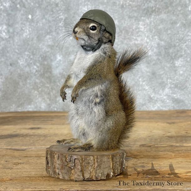Patriot Squirrel Novelty Mount For Sale #25036 @ The Taxidermy Store