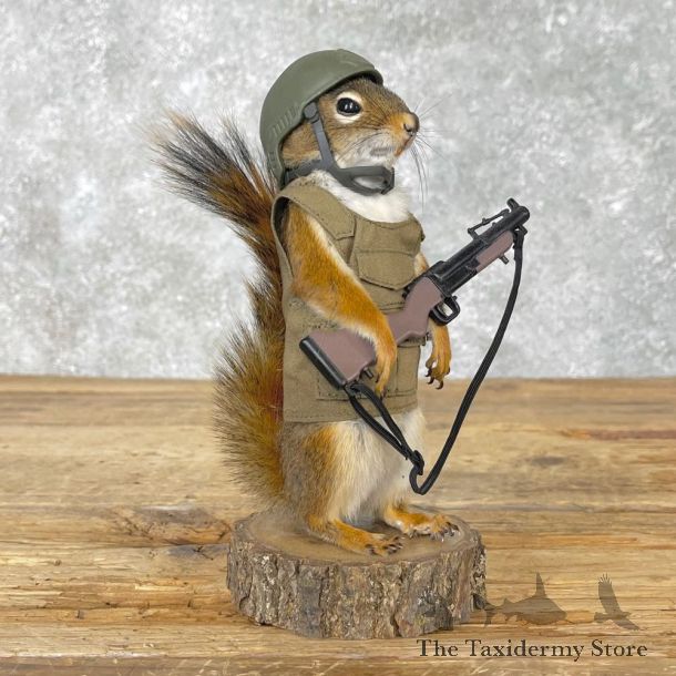 Patriot Squirrel Novelty Mount For Sale #25037 @ The Taxidermy Store