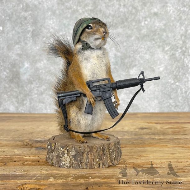 Patriot Squirrel Novelty Mount For Sale #25038 @ The Taxidermy Store
