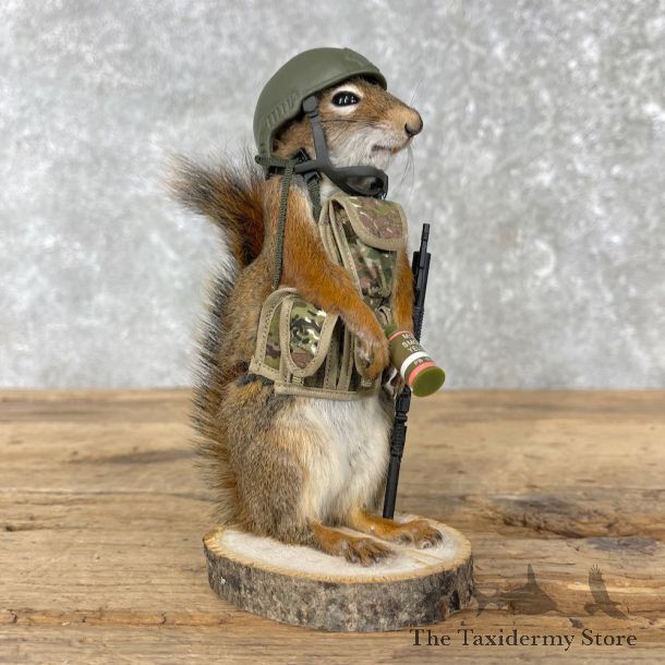 Patriot Squirrel Novelty Mount For Sale #26090 @ The Taxidermy Store