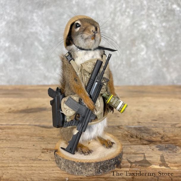 Patriot Squirrel Novelty Mount For Sale #26091 @ The Taxidermy Store