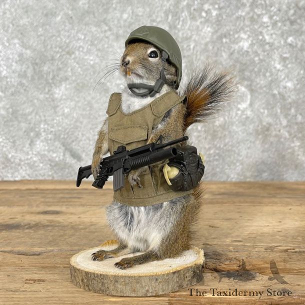 Patriot Squirrel Novelty Mount For Sale #26093 @ The Taxidermy Store