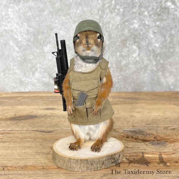 Patriot Squirrel Novelty Mount For Sale #26094 @ The Taxidermy Store