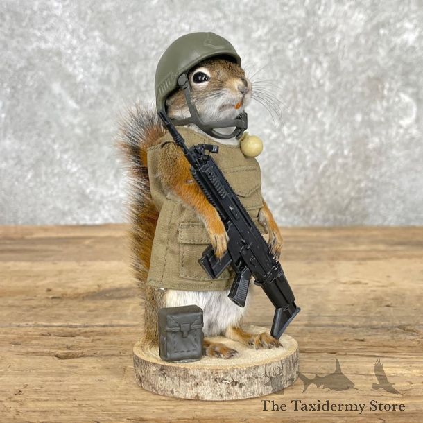 Patriot Squirrel Novelty Mount For Sale #26095 @ The Taxidermy Store