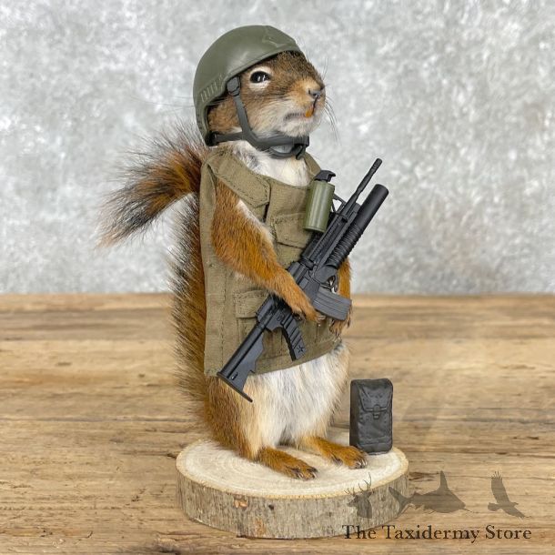 Patriot Squirrel Novelty Mount For Sale #26096 @ The Taxidermy Store