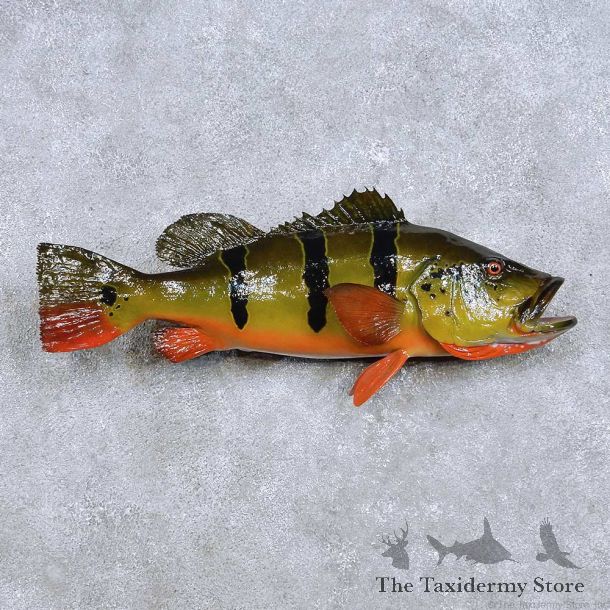 Peacock Bass Fish Mount For Sale #14095 @ The Taxidermy Store