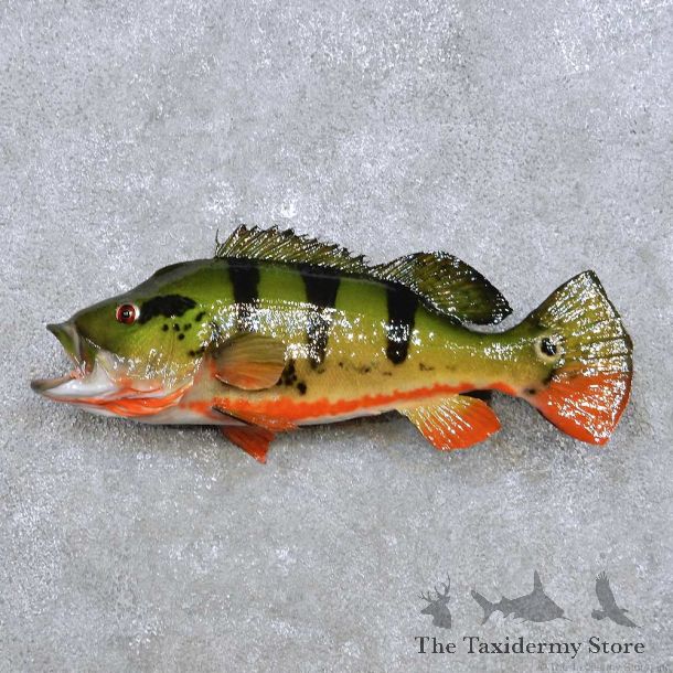 Peacock Bass Fish Mount For Sale #17642 @ The Taxidermy Store