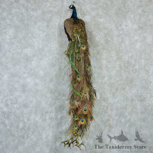 Green Indian Peacock Taxidermy Mount #13265 For Sale @ The Taxidermy Store