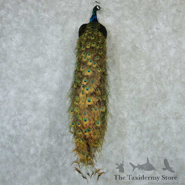Green Indian Peacock Taxidermy Mount #13266 For Sale @ The Taxidermy Store