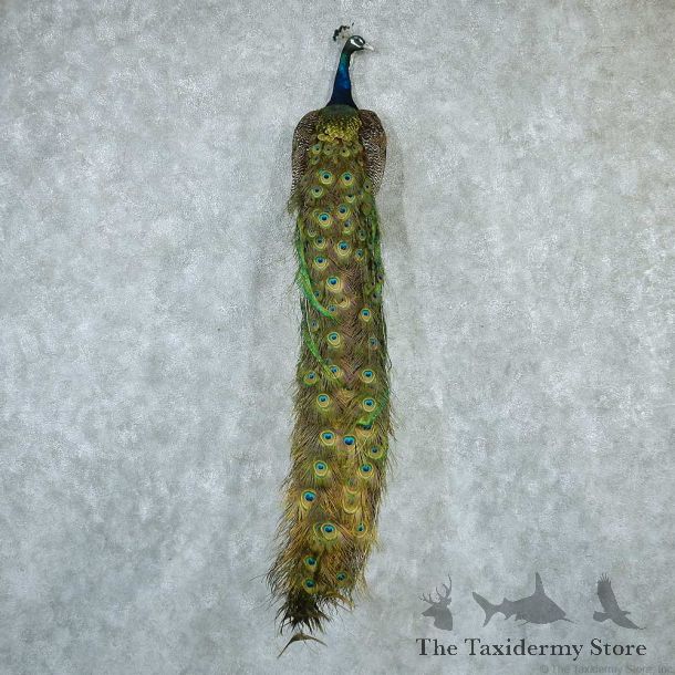 Peacock Life-Size Taxidermy Mount #13297 For Sale @ The Taxidermy Store