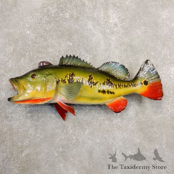 Peacock Bass Fish Mount For Sale #20848 @ The Taxidermy Store