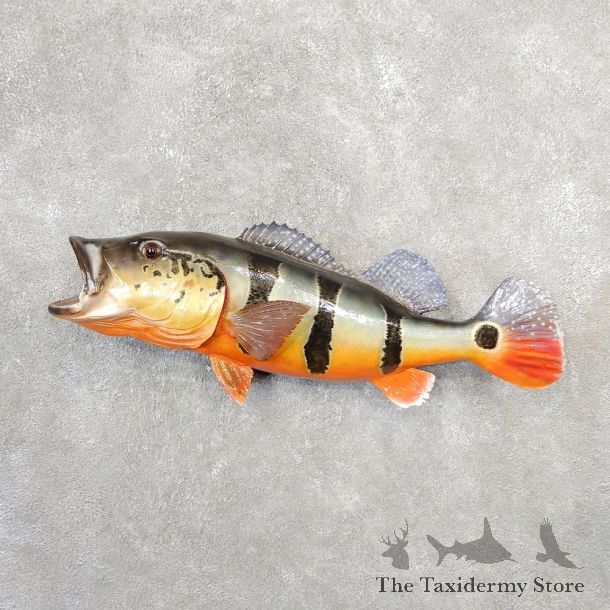 Peacock Bass Fish Mount For Sale #21093 @ The Taxidermy Store