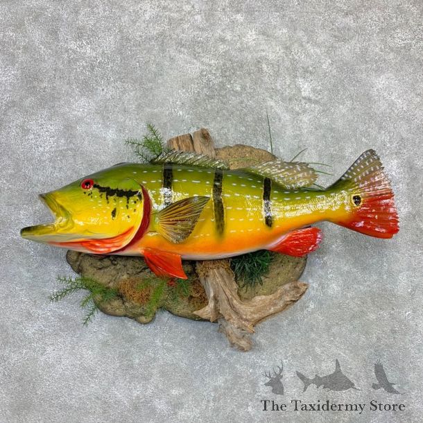 Peacock Bass Fish Mount For Sale #23122 @ The Taxidermy Store