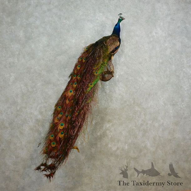 Indian Peacock Bird Mount For Sale #17576 @ The Taxidermy Store