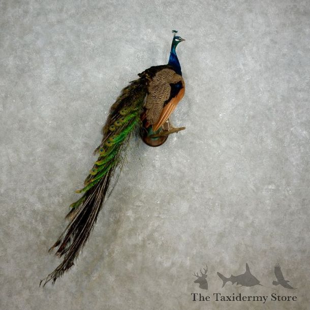 Indian Peacock Bird Mount For Sale #17577 @ The Taxidermy Store