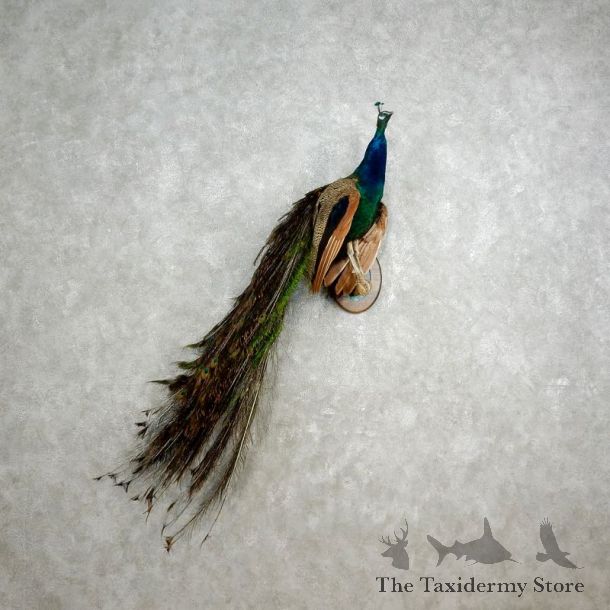 Indian Peacock Bird Mount For Sale #17578 @ The Taxidermy Store
