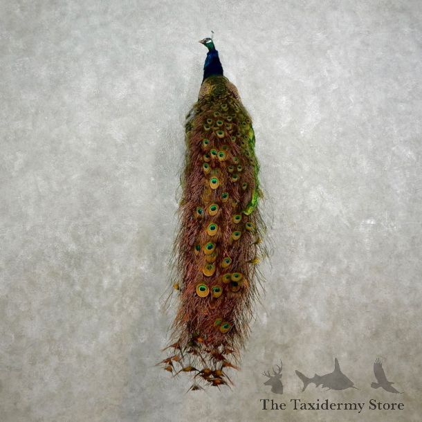 Indian Peacock Bird Mount For Sale #17580 @ The Taxidermy Store