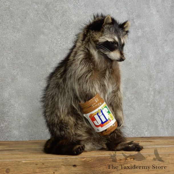 “Peanut Butter” Raccoon Mount For Sale #17120 @ The Taxidermy Store