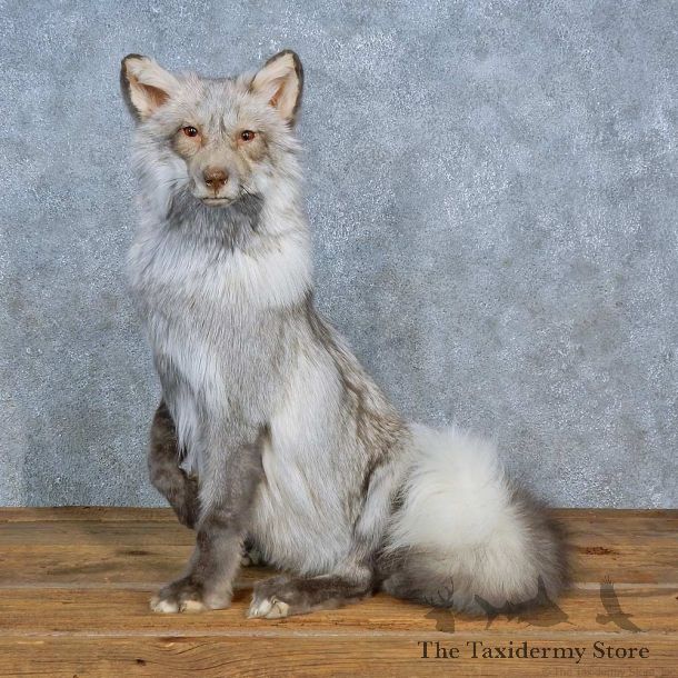 Pearl Cross Fox Mount For Sale #15417 @ The Taxidermy Store