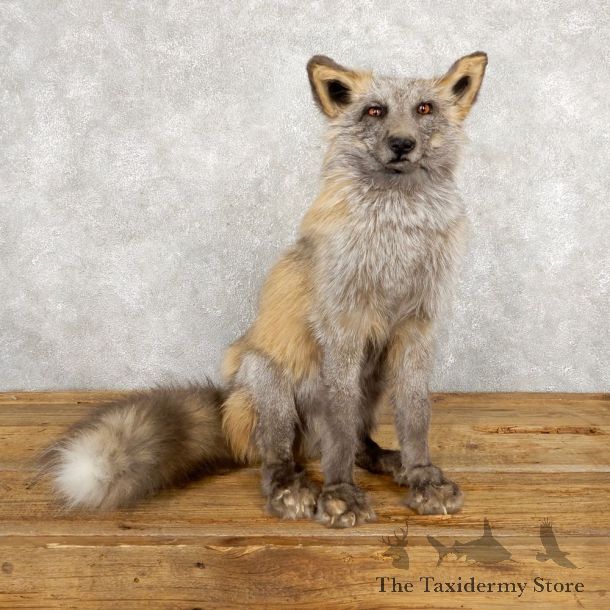 Pearl Cross Fox Mount For Sale #18787 @ The Taxidermy Store