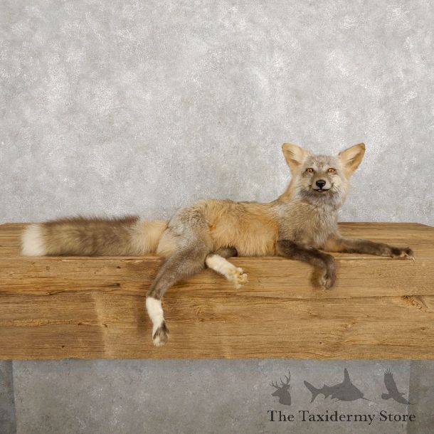 Pearl Cross Fox Mount For Sale #18798 @ The Taxidermy Store