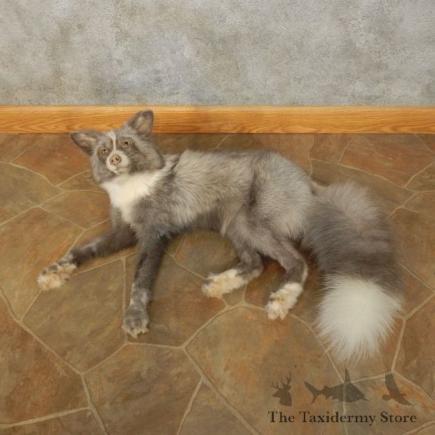 Pearl Fox Laying Life-Size Mount For Sale #17826 @ The Taxidermy Store