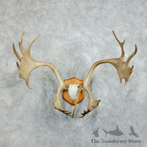 Peary Caribou Plaque Mount For Sale #18381 @ The Taxidermy Store