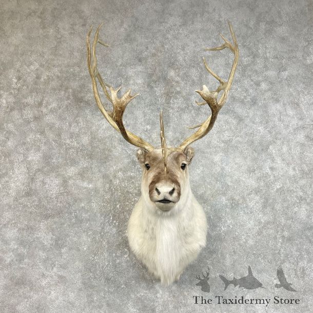 Peary Caribou Shoulder Mount For Sale #25826 @ The Taxidermy Store