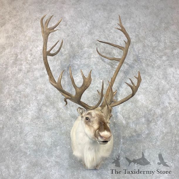 Peary's Caribou Shoulder Mount For Sale #23692 @ The Taxidermy Store