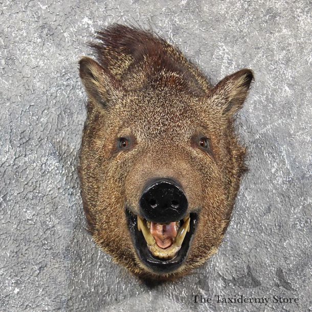 Collared Peccary Javelina Mount #11565 - For Sale - The Taxidermy Store