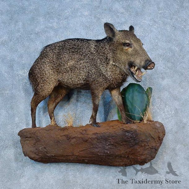 Peccary Life-Size Mount For Sale #15502 @ The Taxidermy Store