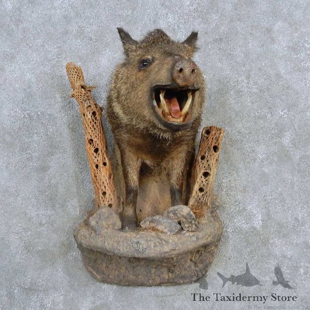 Peccary Half-Life-Size Mount For Sale #15125 @ The Taxidermy Store