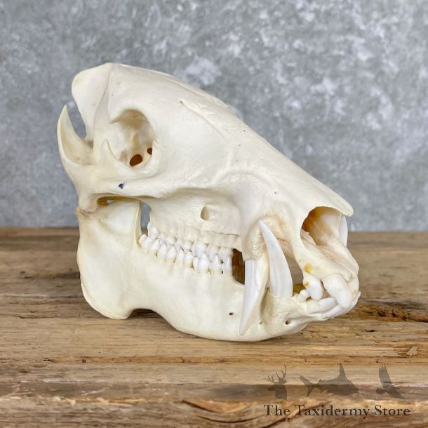 Peccary Full Skull Mount #26563 For Sale @ The Taxidermy Store